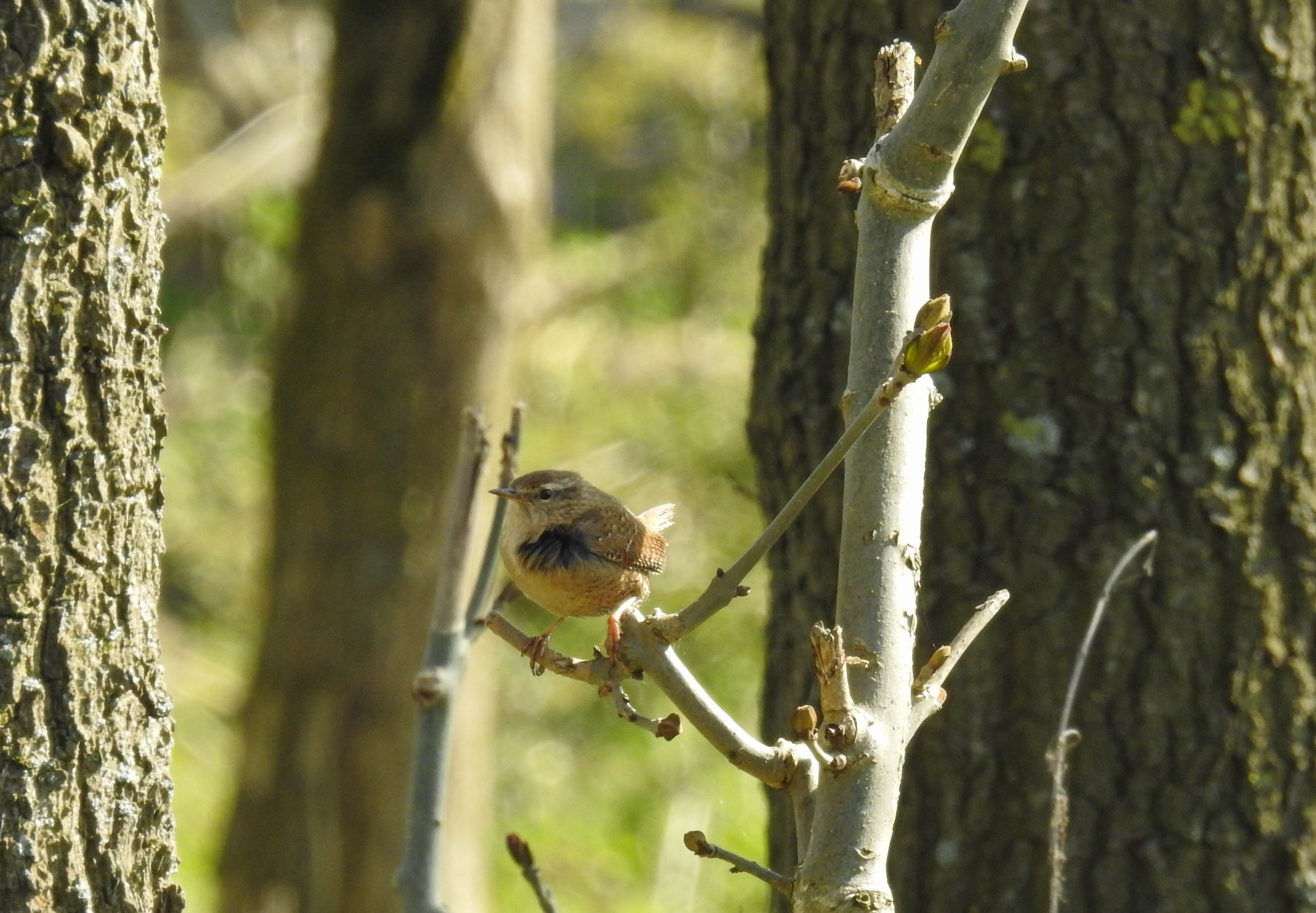 Wel of geen winterkoning?
